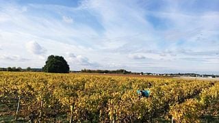 Alquiler de bicicleta y paseo entre viñedos | Domaine de la Belle Étoile