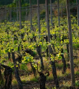 Quinta da Grimpa Estate Tour mit Bairrada Peer Producer und Verkostung seltener Vintage-Erzeugnisse