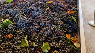Tour zu 3 Weingütern im Chianti mit Mittagessen
