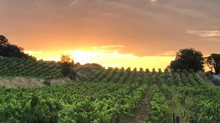 Degustazione di vini e visita allo Château Le Devoy Martine