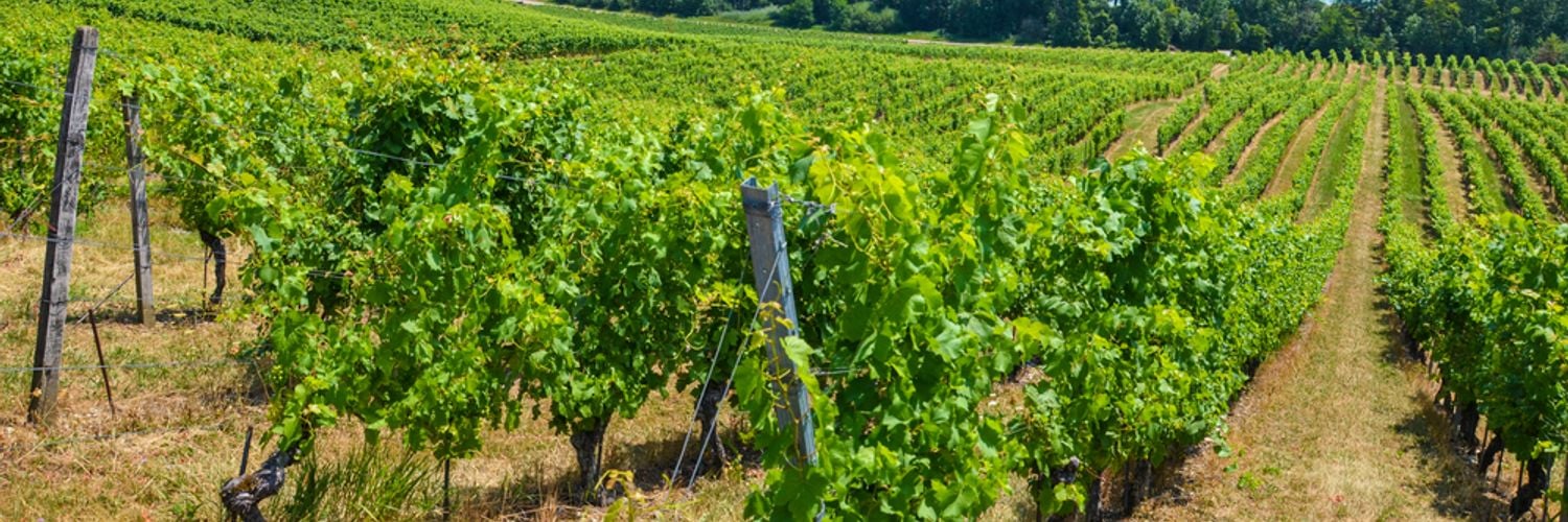 Neuchatel wine region