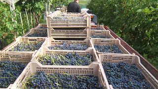 Fratelli Vogadori Winery