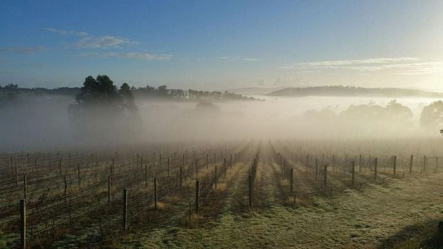 Visita e degustazione di vini al Winter Brook Vineyard