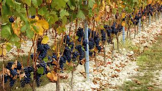 Piedmont Wine & Vineyard Journey at Pasquale Pelissero