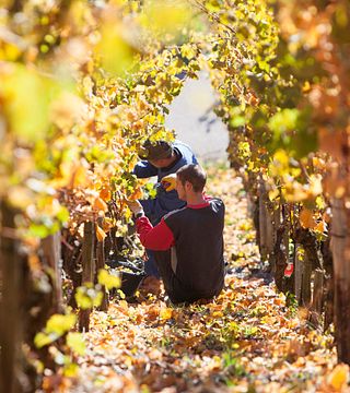Weingut Peter Lauer