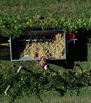 Cantina Colognola - Tenuta Musone