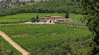 Tuscan Vineyard Tour & Chianti Tasting at I Sodi