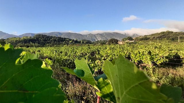 Giro in bicicletta nella cantina del Luberon