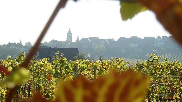 Jean Becker Winery