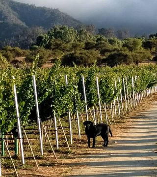Attilio & Mochi Winery