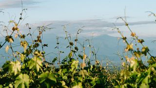 Degusta 7 vini - Tour della Georgia