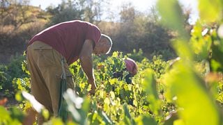 Bodegas Calvente Winery
