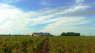 Weinprobe und Tour im Scv Du Chateau Segue Longue Monnier 