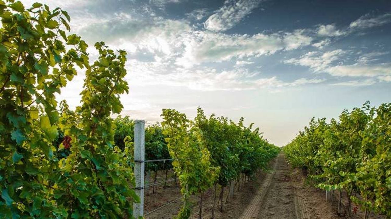 Vigneti Reale