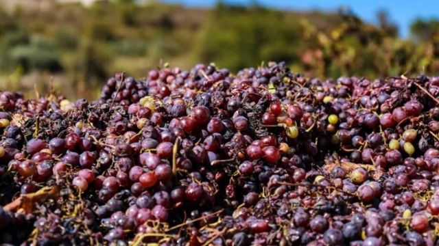 Visite des vignobles de Paphos