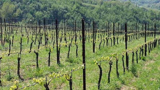 Dégustation de vins et visite à l'Azienda Agricola Zaccagnini