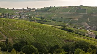 Domaine du Barvy