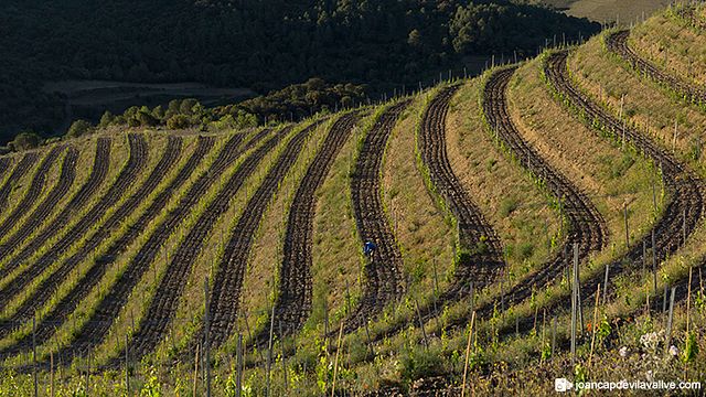 Vinprovning och rundtur på Maius Viticultors