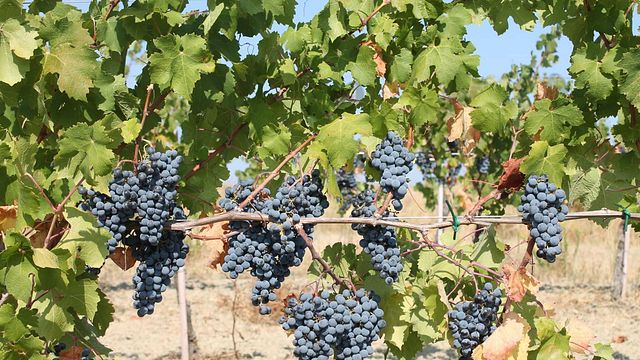 Azienda Agricola  FIORENTINI VINI