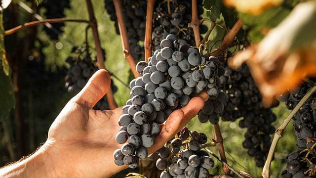 Degustación de vinos y aceites de oliva orgánicos con bocadillos de pan en Le Filigare.