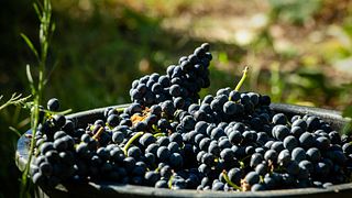 Palácio Condes de Anadia – Besök Palace, Jardins & Wine Tasting Premium