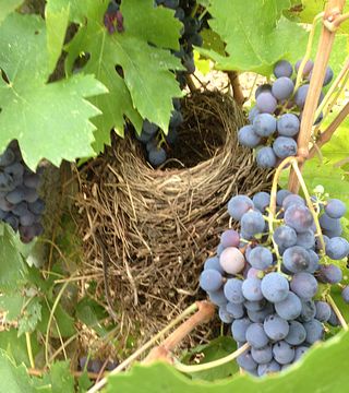 Unwind with Tuscan Wines on a Cozy Vineyard Tour