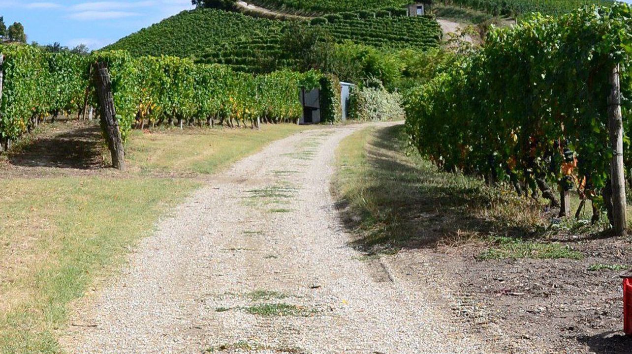 Agricola Molino
