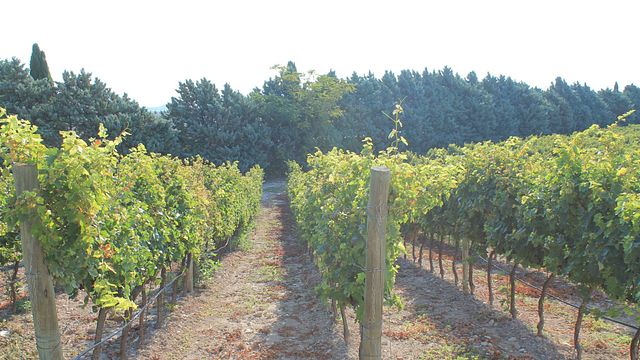 Degustação de vinhos e visita ao Agricole Alberto Longo