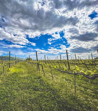 Umbria Wine & Vineyard Tour with Tasting
