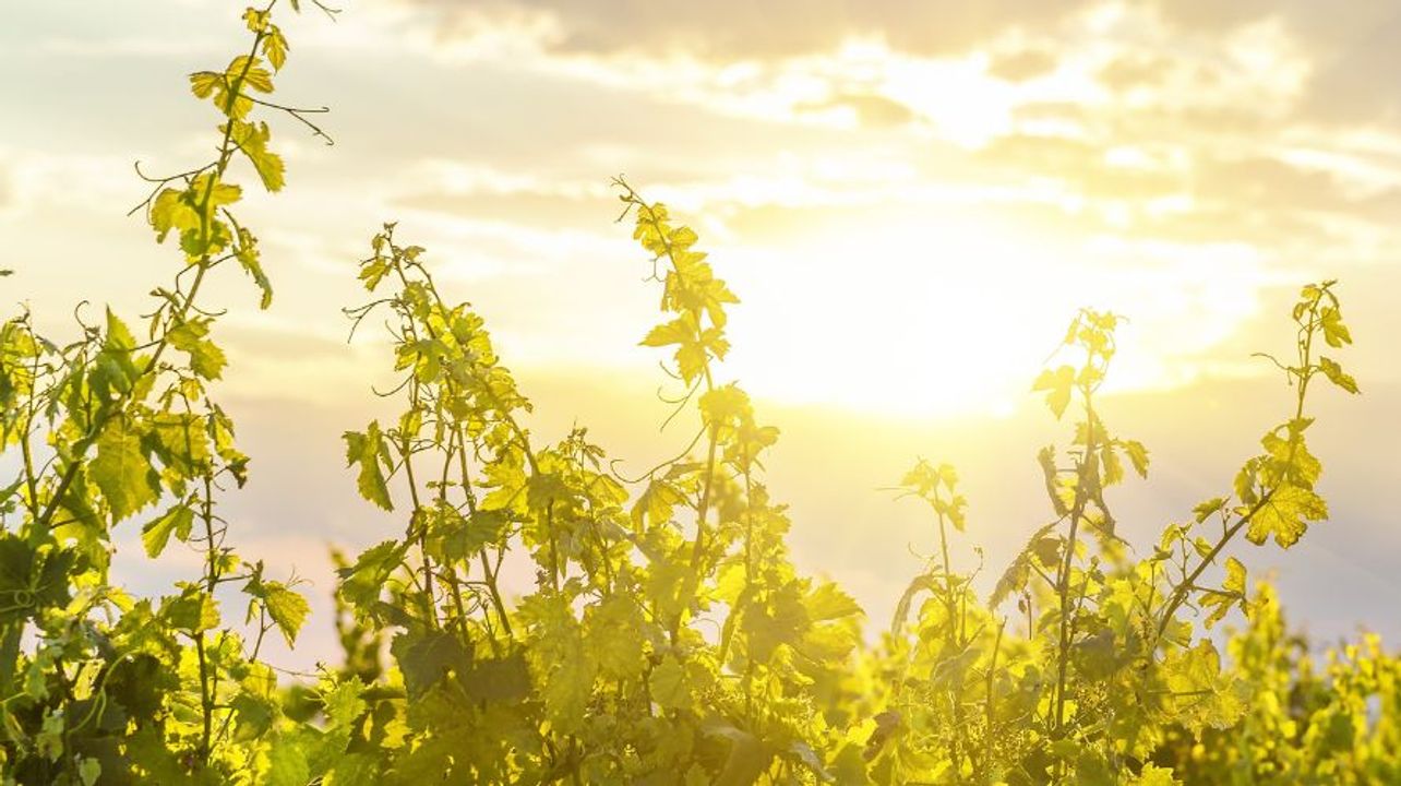 GW The Greek Wine Routes
