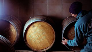Tour della cantina e degustazione di vini presso l'azienda vinicola Alessandro Mo
