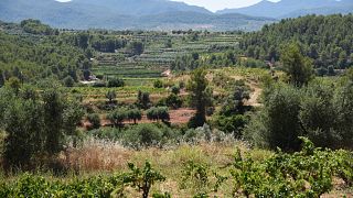 Cata y visita de vinos en Coca i Fitó