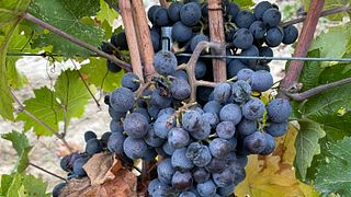 Rare wines and unusual pairings: the taste of the unexpected