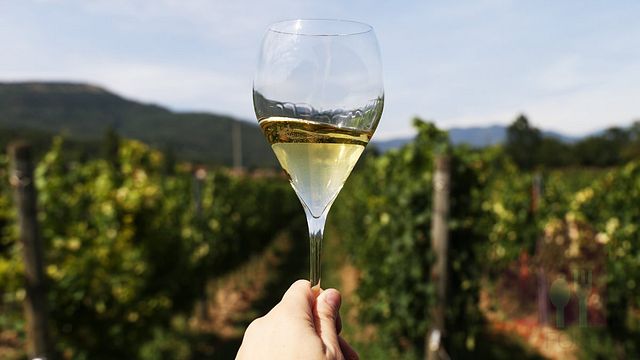 Fünf Franciacorta-Gläser bei Monzio Compagnoni