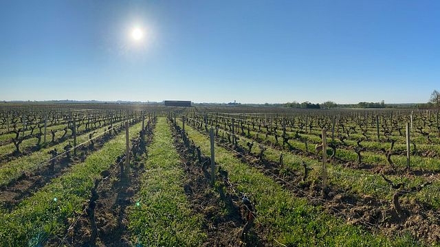 Cata de vinos y visita al Château Doyac