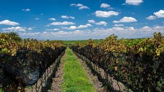 Tres Raíces Winery