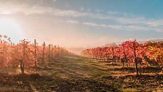 Dégustation de vins et promenade dans les vignobles fascinants de la cave La Piana - 6 vins