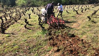 Castilla y León Wine & Vineyard Journey at Hija de Anibal
