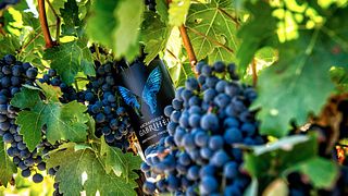 Cata de vinos y tour en Bodega Astil