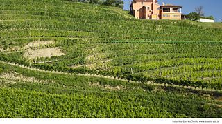Gordia Winery