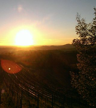 Degustação de vinhos e tour no Humar Vini