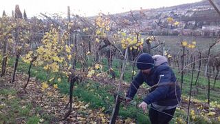 Expérience Amarone chez Vogadori Family