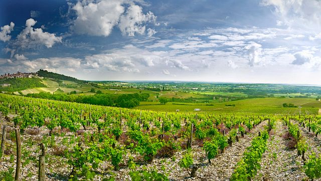 Domaine Gitton