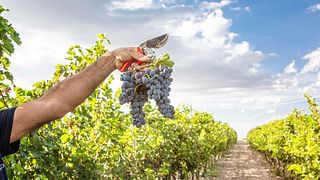 Weinprobe und Führung in der Cantine Paradiso