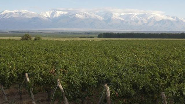 Cata de vinos y visita a Bodega Salentein