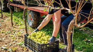 Tour e degustazione nella Hattingley Valley