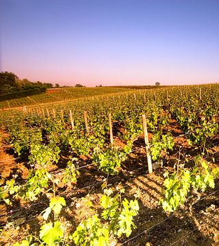 Dégustation de vins, accord fromages et charcuteries et visite exclusive du Domaine Marc Brédif