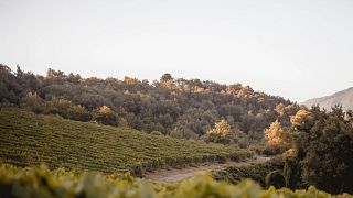 Tenuta La Novella