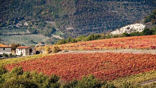 Marchesi Gondi - Tenuta di Bossi