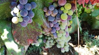 Bodegas Y Viñedos Merayo
